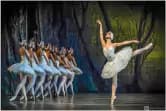 Jezioro Łabędzie - Royal International Ballet