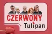 Czerwony Tulipan