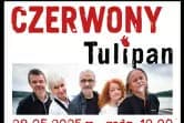 Czerwony Tulipan