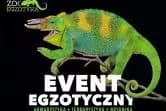 ZooEgzotyka